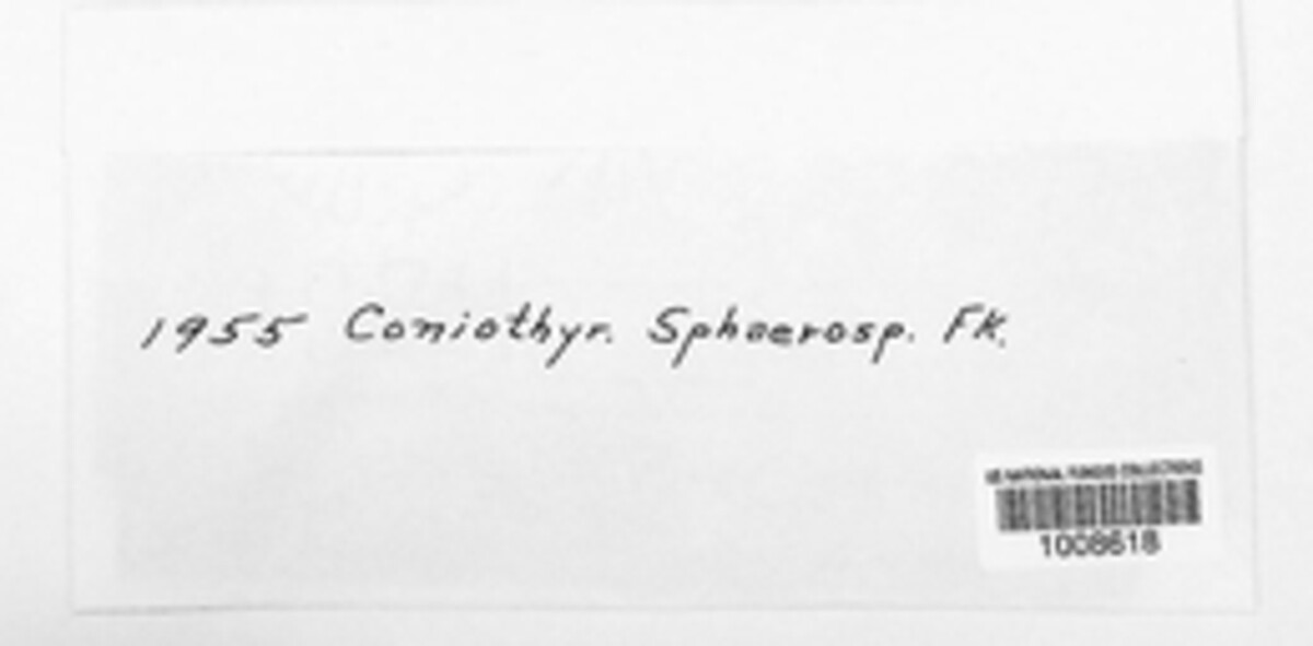 Coniothyrium sphaerospermum image